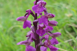 Orchis morio - Orchidea minore