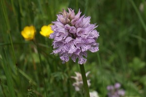 Orchis tridentata