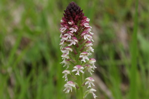 Orchis ustulata - Orchidea bruciacchiata