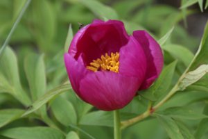 Paeonia officinalis - Peonia selvatica