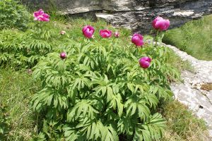 Paeonia officinalis - Peonia selvatica