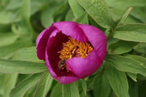 Paeonia officinalis con ape