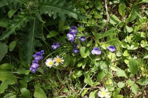 Pinguicula vulgaris