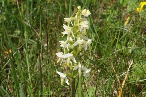 Platanthera bifolia - Platantera comune