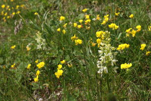 Platanthera bifolia - Platantera comune