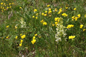 Platanthera Bifolia - Platantera Comune