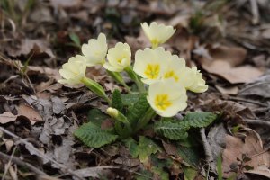 Primula acaulis - Primula comune