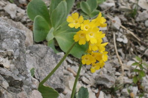 Primula Auricula