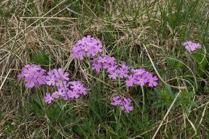 Primula Farinosa