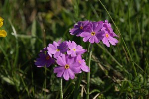 Primula farinosa