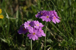 Primula Farinosa