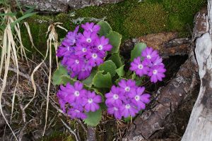 Primula hirsuta