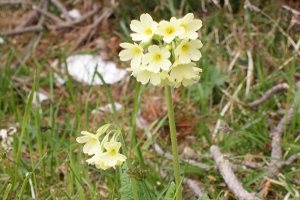 Primula Veris