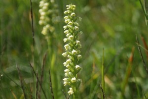 Pseudorchis albida - Orchidea candida