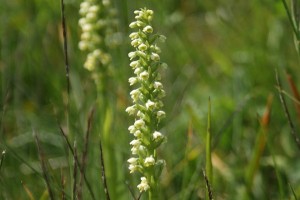 Pseudorchis Albida - Orchidea Candida