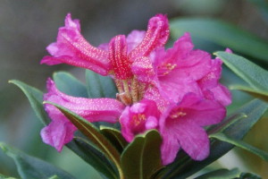 Rododendri in fiore