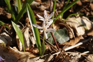 Scilla bifolia albina