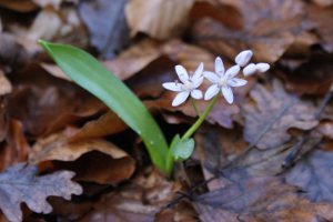 Scilla bifolia albina