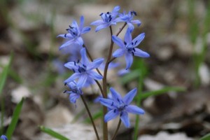 Scilla bifolia