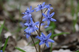 Scilla Bifolia