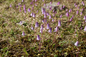 Soldanella pusilla
