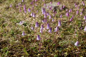 Soldanella Pusilla