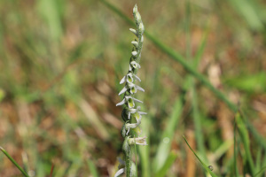Spiranthes spiralis