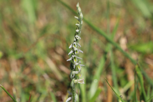 Spiranthes Spiralis