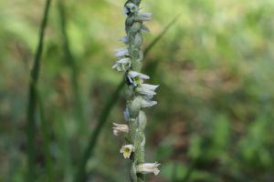 Spiranthes Spiralis