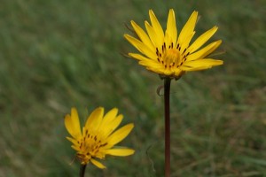Tragopogon pratensis - Barba di becco pratense