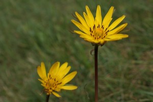 Tragopogon Pratensis - Barba di Becco Pratense