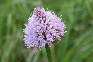 Traunsteinera globosa - Orchidea dei pascoli