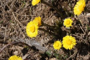 Tussilago farfara