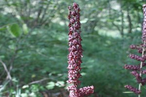 Veratrum nigrum - Veratro nero