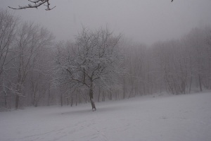 Albero nella nebbia