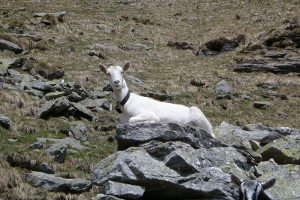 Capra sui sassi