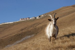 Capra sul Monte Generoso