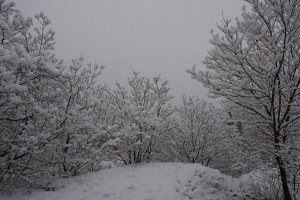 Cespugli innevati