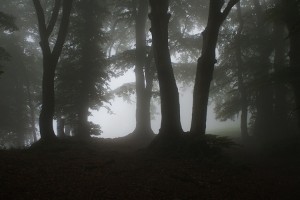 Faggi nella nebbia