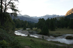 Fiume tra i pini cembri