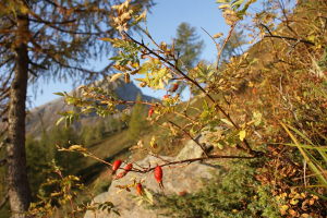 Frutti della rosa canina