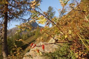 Frutti della Rosa Canina