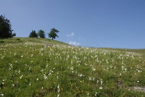 Gigli di monte