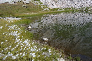 Laghetto con fiori