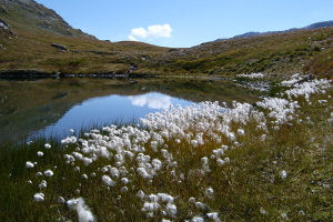 Laghetto con fiori