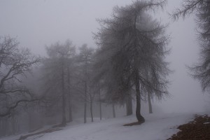 Larici nella nebbia