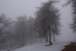 Larici nella Nebbia