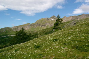 Prato fiorito con montagne