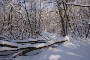 Strada innevata