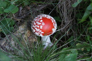 Amanita Muscaria